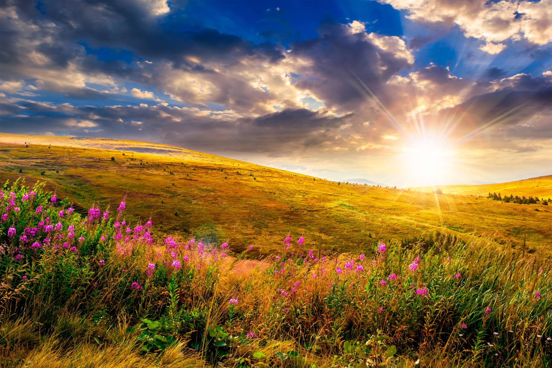 Papermoon Fototapete »Wild Flowers Mountain Sunset« von Papermoon