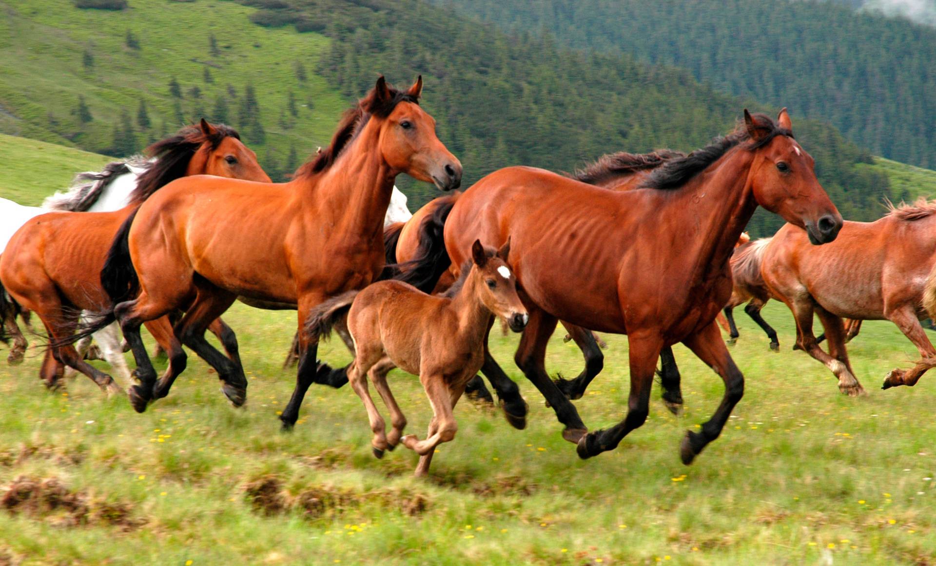 Papermoon Fototapete »Wild Horses« Papermoon Fototapete »Wild Horses« von Papermoon