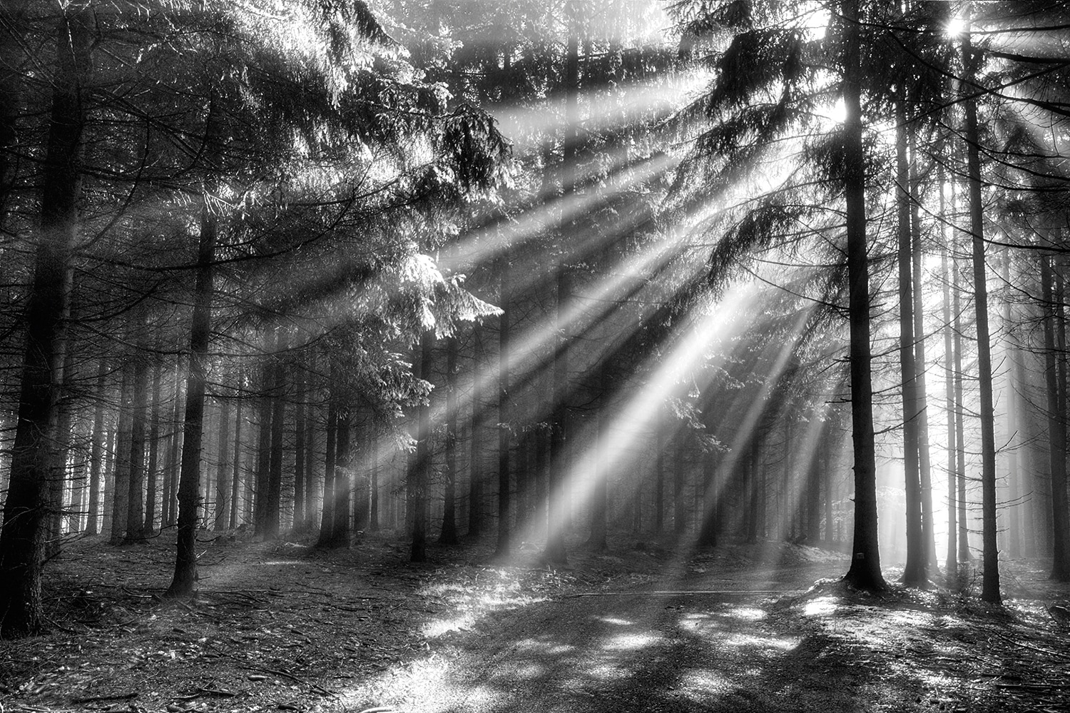 Papermoon Fototapete »Wood Glade« Papermoon Fototapete »Wood Glade« von Papermoon