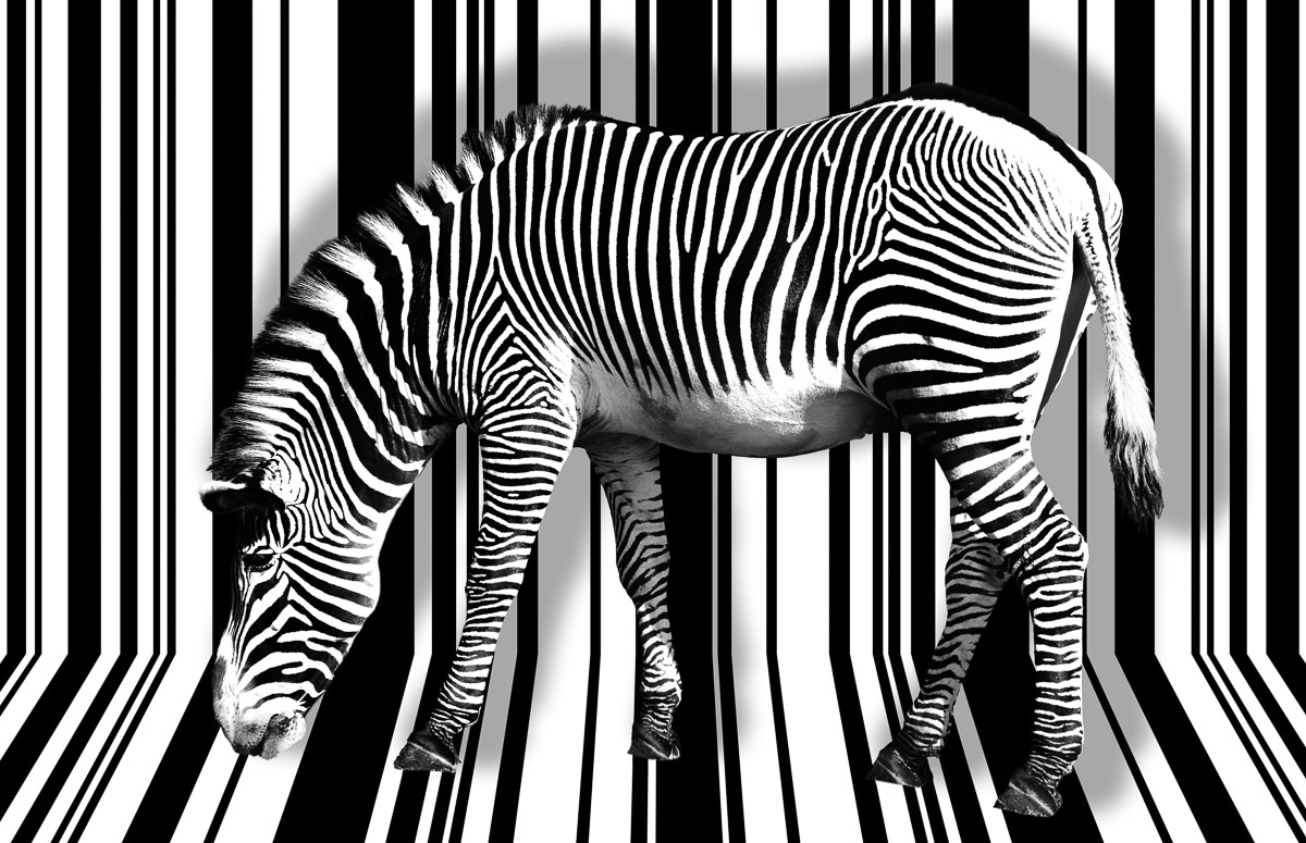 Papermoon Fototapete »Zebra« Papermoon Fototapete »Zebra« von Papermoon