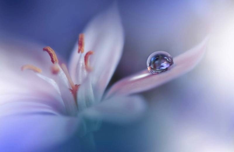 Papermoon Fototapete »Zen Wassertropfen mit Blume Makro« von Papermoon