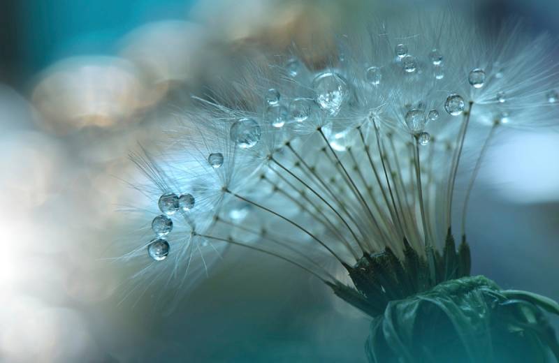 Papermoon Fototapete »Zen Wassertropfen mit Blume Makro« von Papermoon