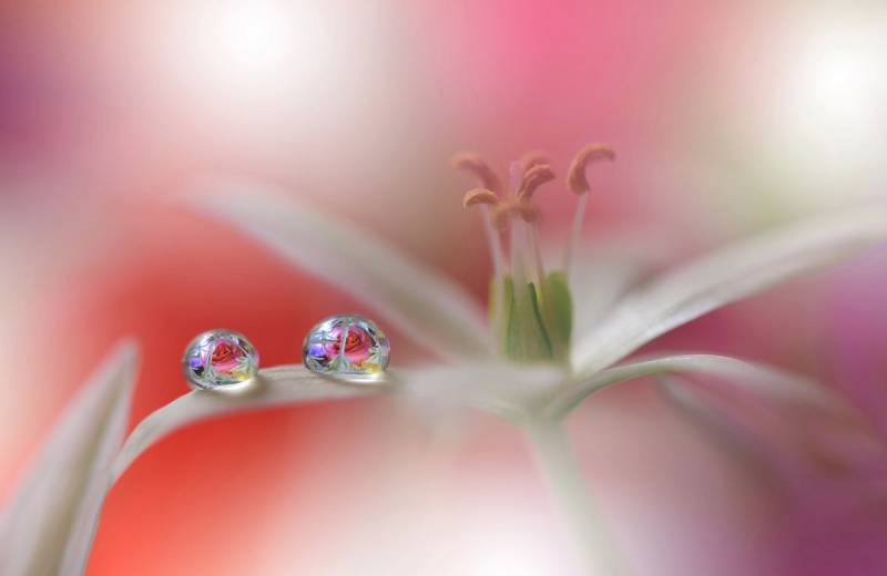 Papermoon Fototapete »Zen Wassertropfen mit Blume Makro« von Papermoon