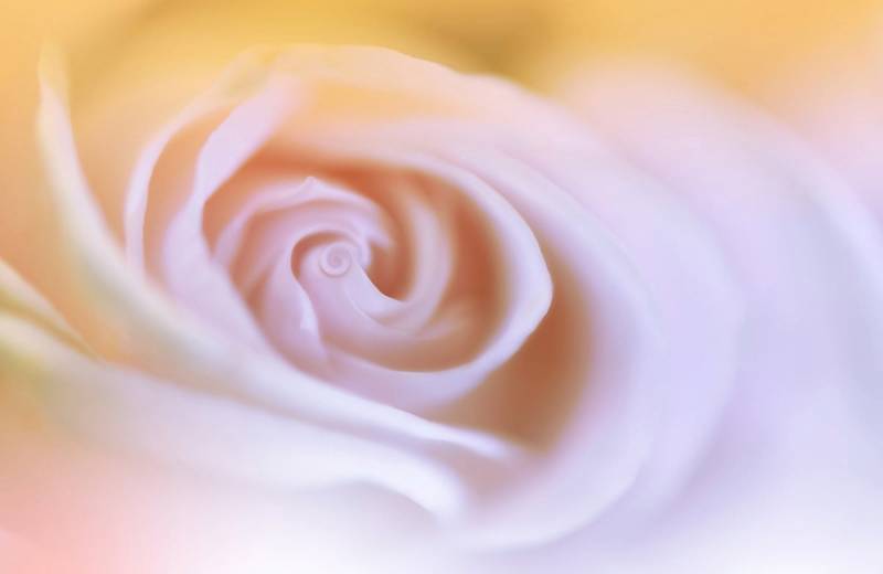 Papermoon Fototapete »Zen Wassertropfen mit Blume Makro« von Papermoon