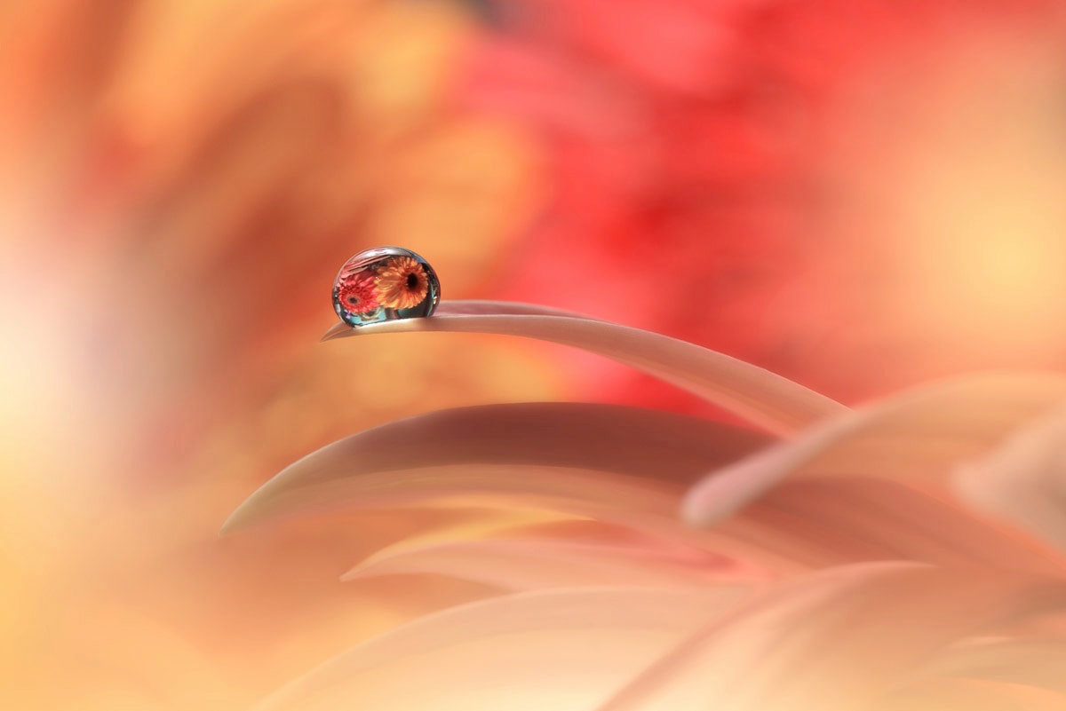 Papermoon Fototapete »Zen Wassertropfen mit Blume Makro« von Papermoon