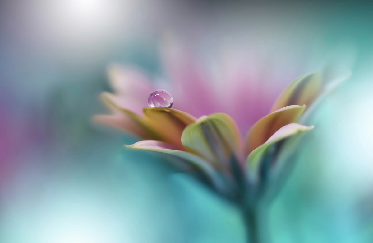Papermoon Fototapete »Zen Wassertropfen mit Blume Makro« von Papermoon