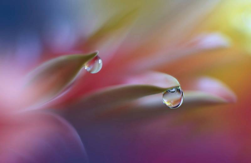 Papermoon Fototapete »Zen Wassertropfen mit Blume Makro« von Papermoon