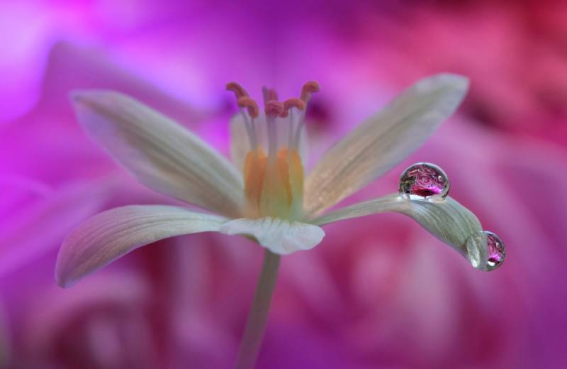 Papermoon Fototapete »Zen Wassertropfen mit Blume Makro« von Papermoon