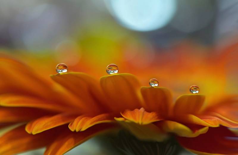Papermoon Fototapete »Zen Wassertropfen mit Blume Makro« von Papermoon