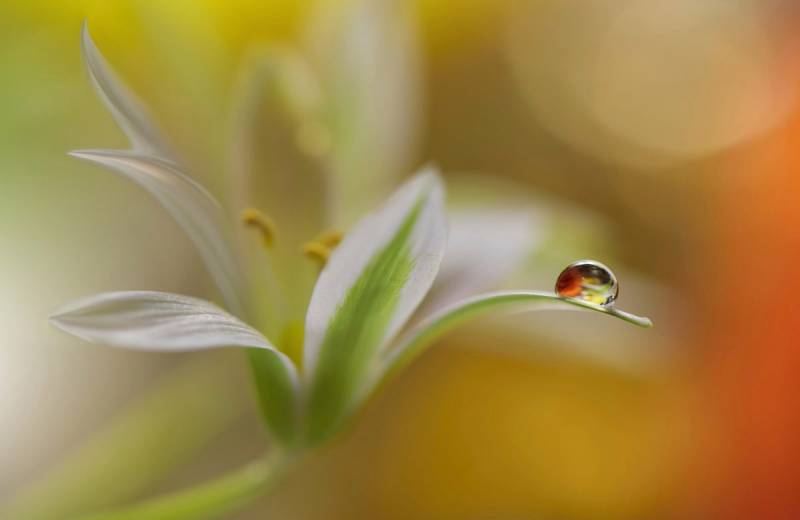 Papermoon Fototapete »Zen Wassertropfen mit Blume Makro« von Papermoon