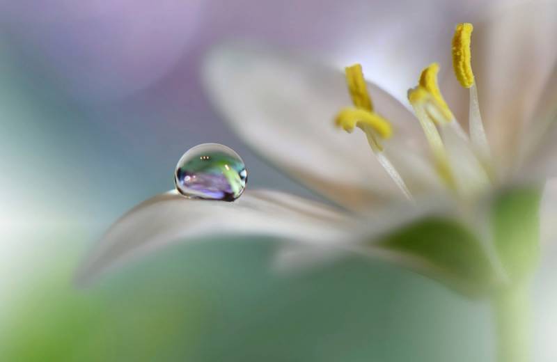 Papermoon Fototapete »Zen Wassertropfen mit Blume Makro« von Papermoon