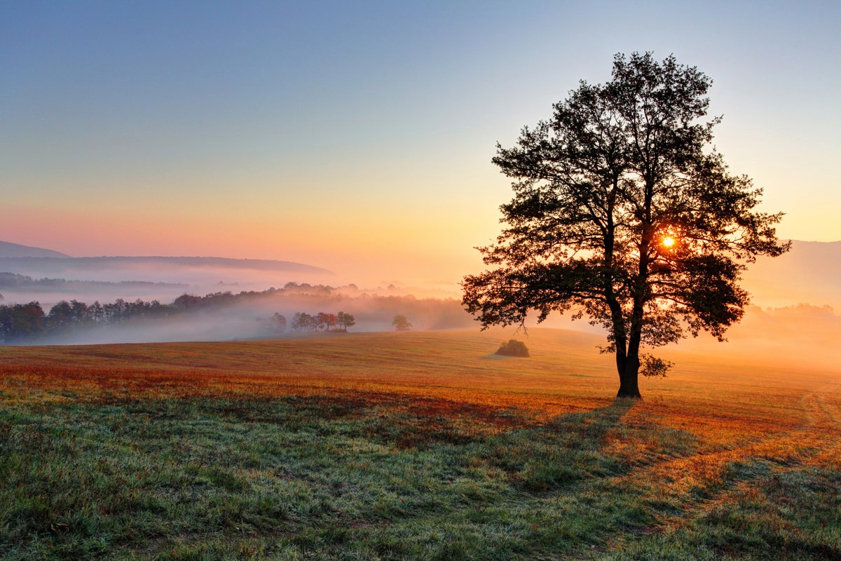 Papermoon Fototapete »baum in landschaft« von Papermoon