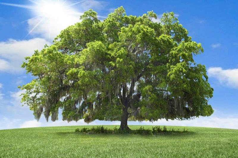 Papermoon Fototapete »baum in landschaft« von Papermoon