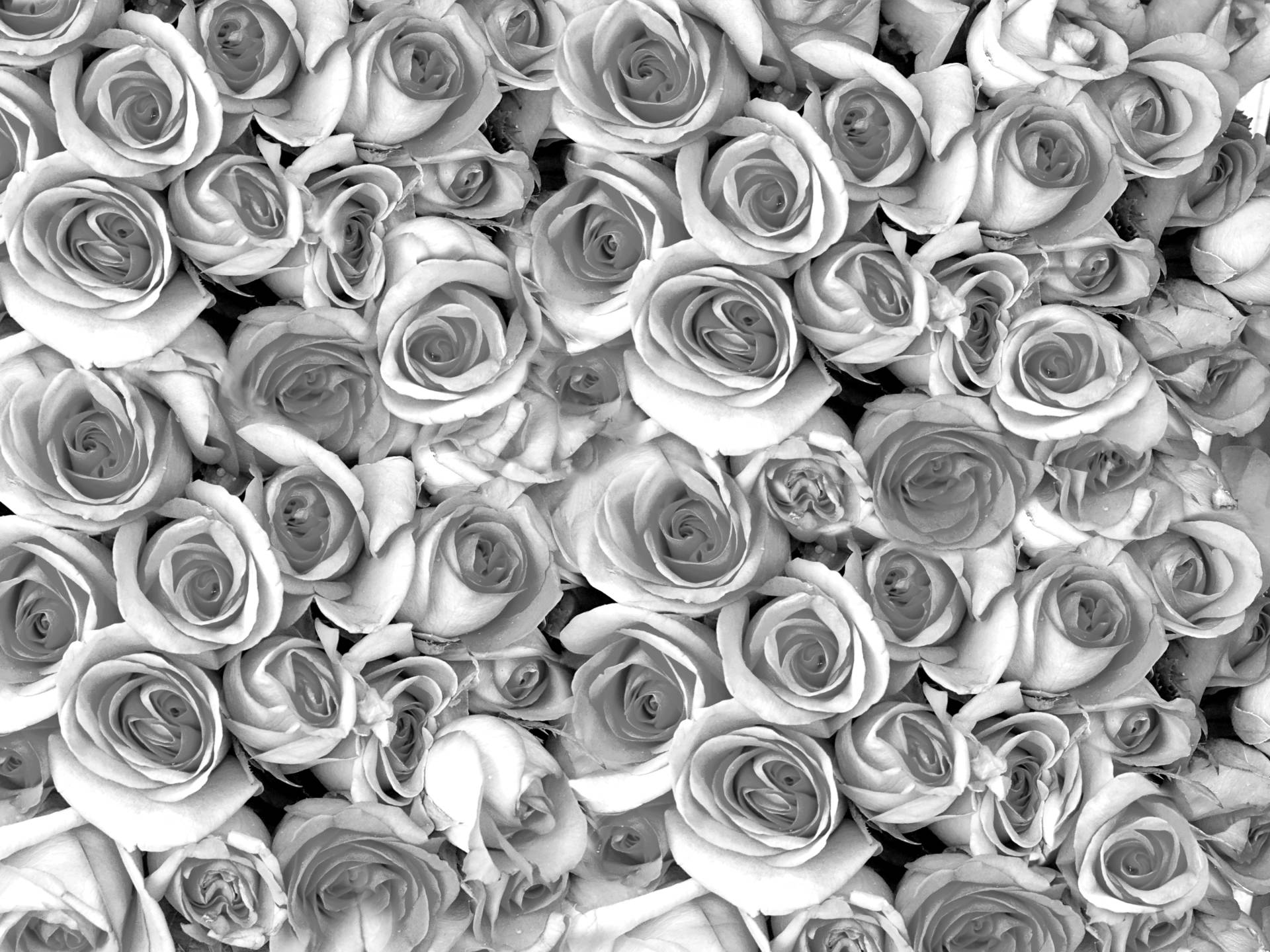 Papermoon Fototapete »graue Rosen« von Papermoon