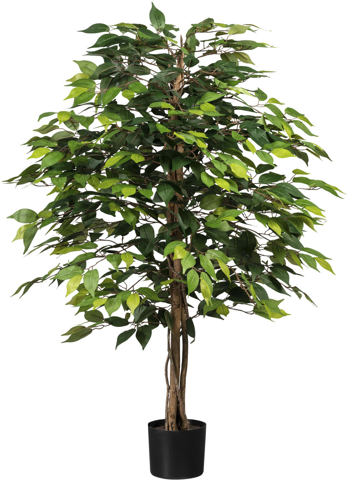Creativ green Kunstpflanze »Ficus Benjamini« von Creativ green