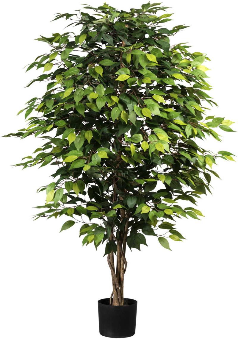 Creativ green Kunstpflanze »Ficus Benjamini« von Creativ green