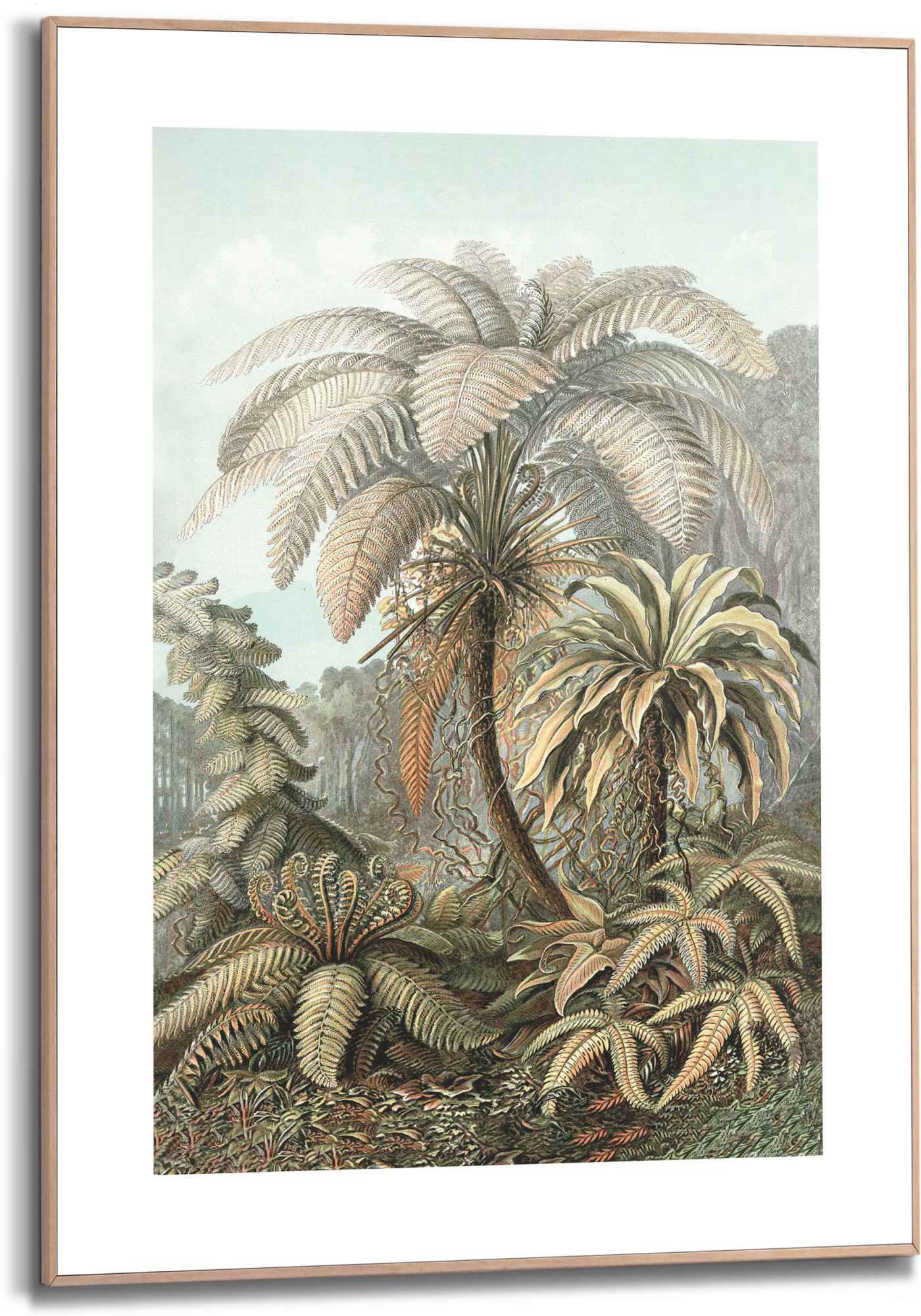 Reinders! Bild »Gerahmtes Bild Filicina Ernst Haeckel - Dschungel - Botanisch - Palmen«, Pflanzen, (1 St.) von Reinders!