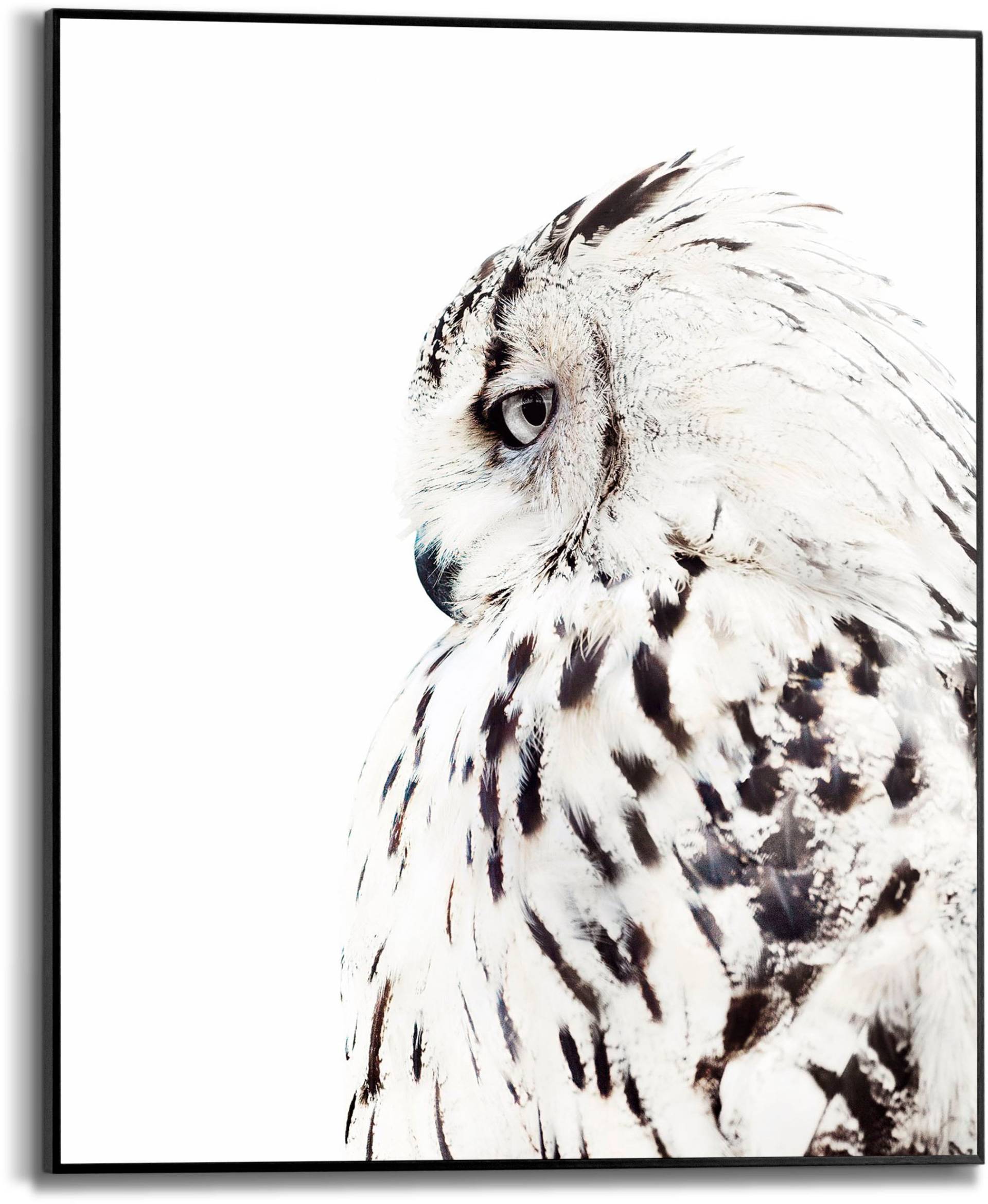 Reinders! Bild mit Rahmen »White Owl«, (1 St.) von Reinders!