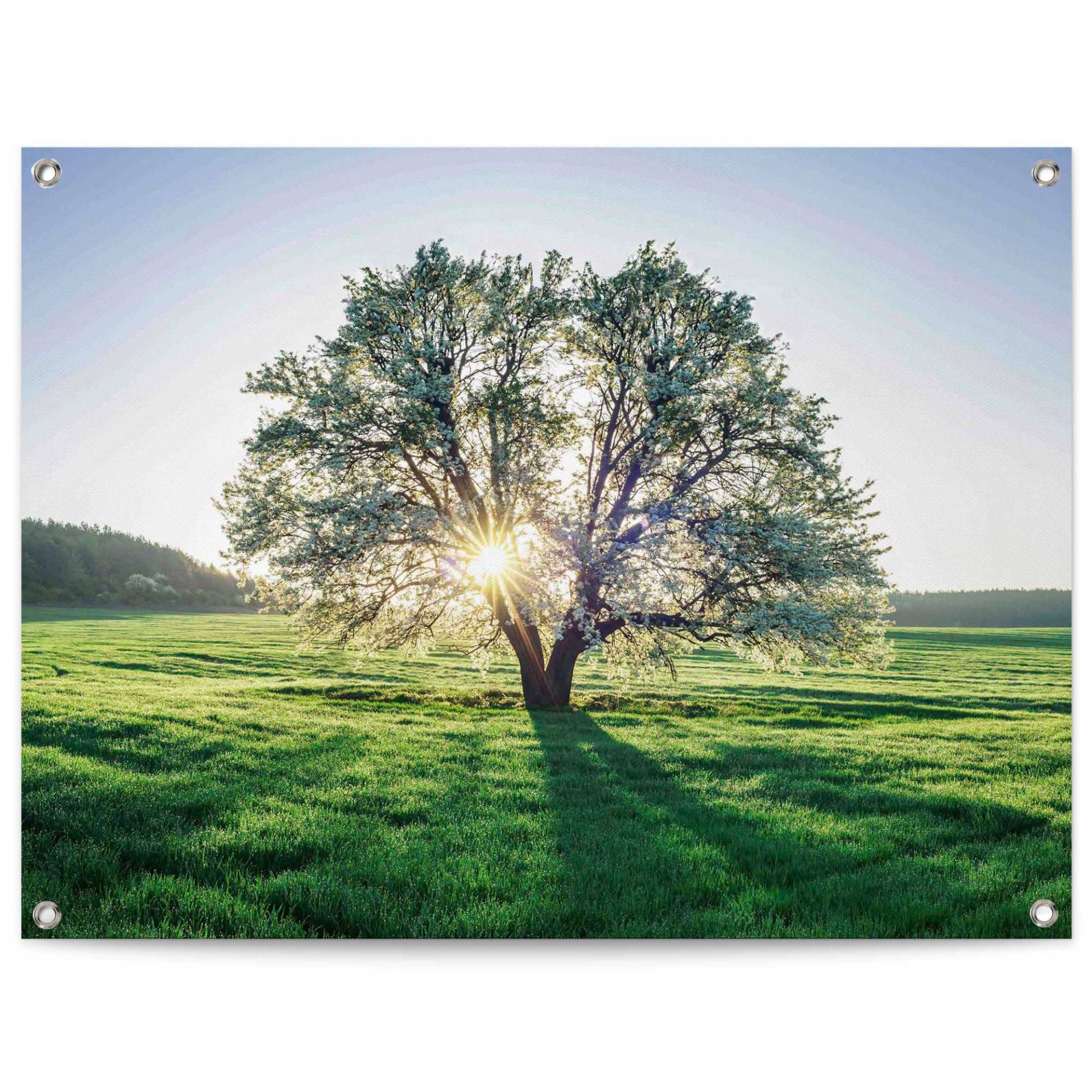 Reinders! Poster »Baum in der Morgensonne« von Reinders!