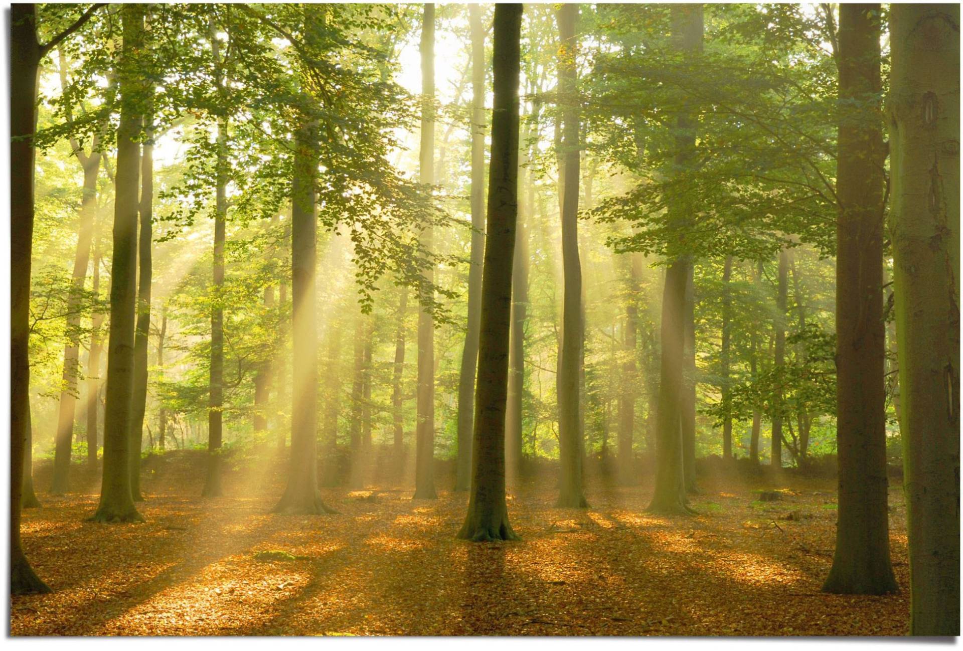 Reinders! Poster »Erleuchteter Wald«, (1 St.) von Reinders!