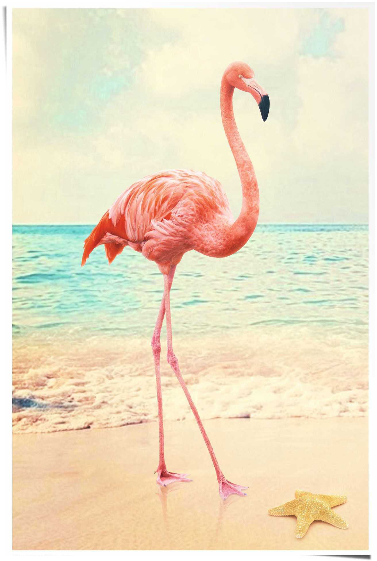 Reinders! Poster »Flamingo am Strand«, (1 St.) von Reinders!