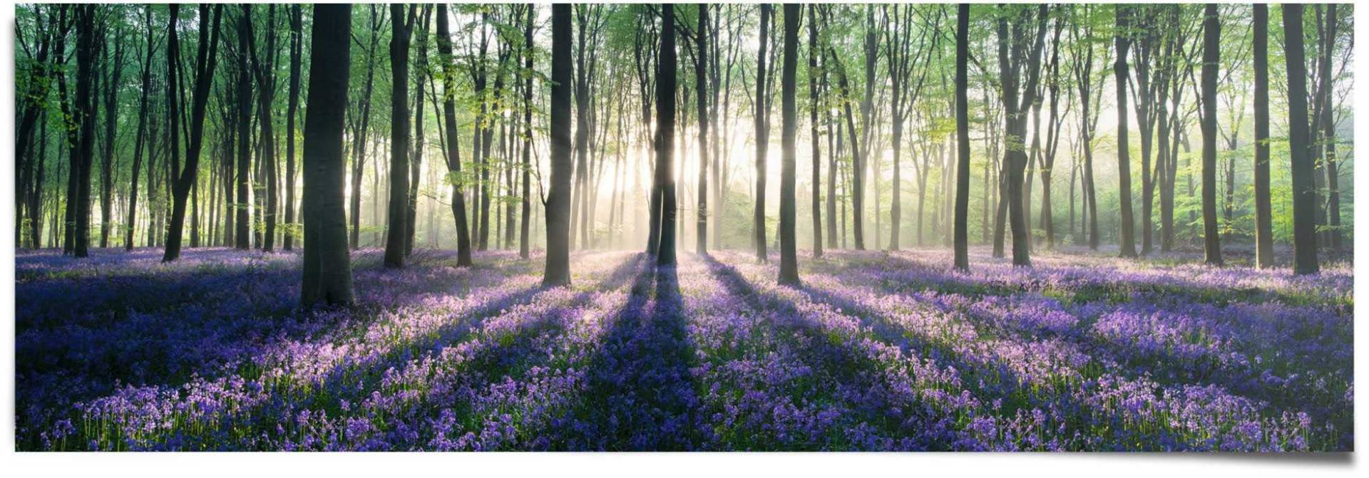 Reinders! Poster »Glockenblumen im Wald«, (1 St.) von Reinders!