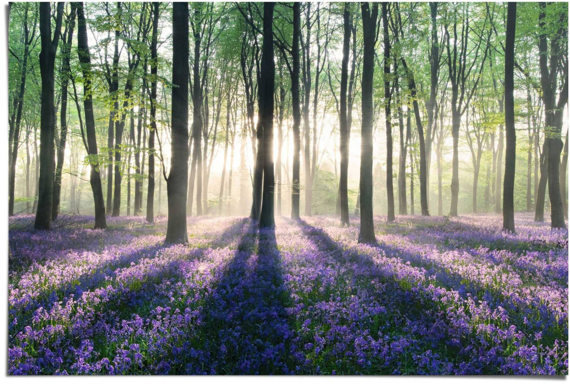 Reinders! Poster »Glockenblumen im Wald«, (1 St.) von Reinders!