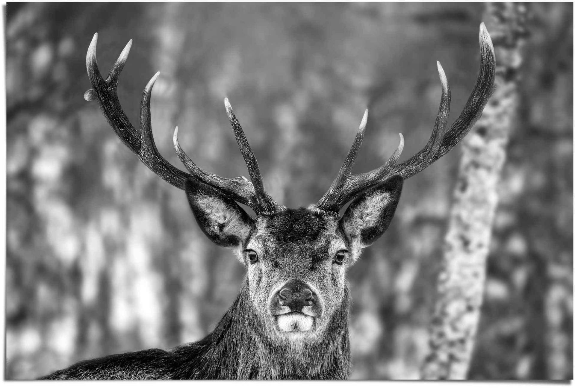 Reinders! Poster »Hirsch im Winter«, (1 St.) von Reinders!