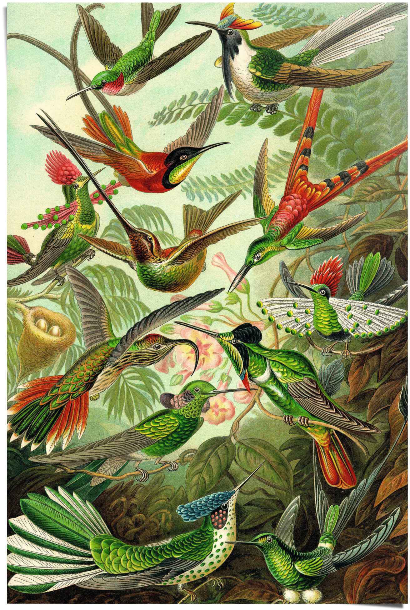 Reinders! Poster »Hummingbirds Vogel - Tiermotiv - Natur - Botanisch - Ernst Haeckel«, (1 St.) von Reinders!