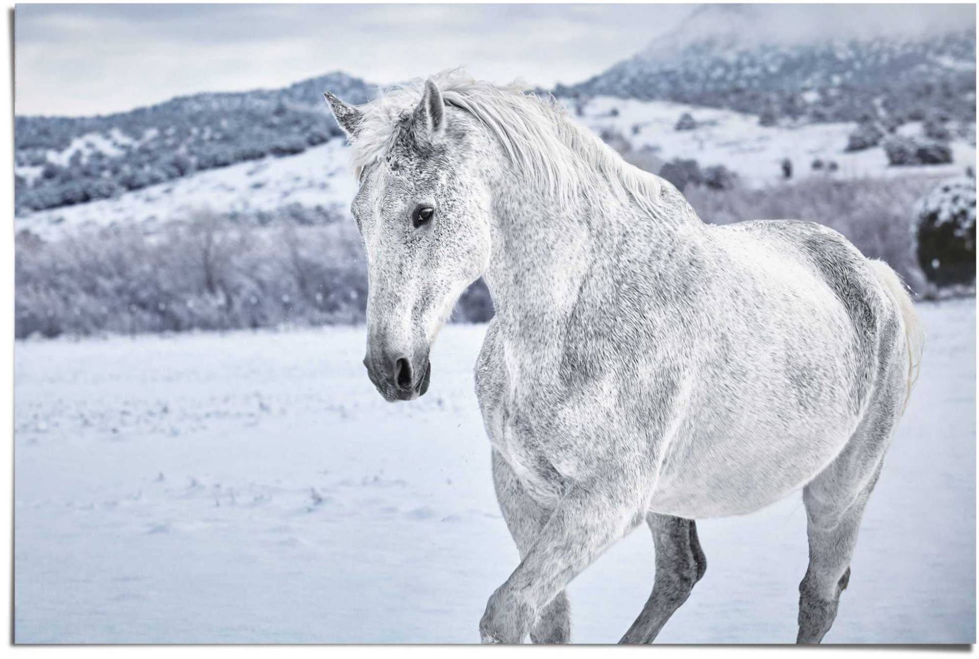 Reinders! Poster »Pferd im Schnee«, (1 St.) von Reinders!