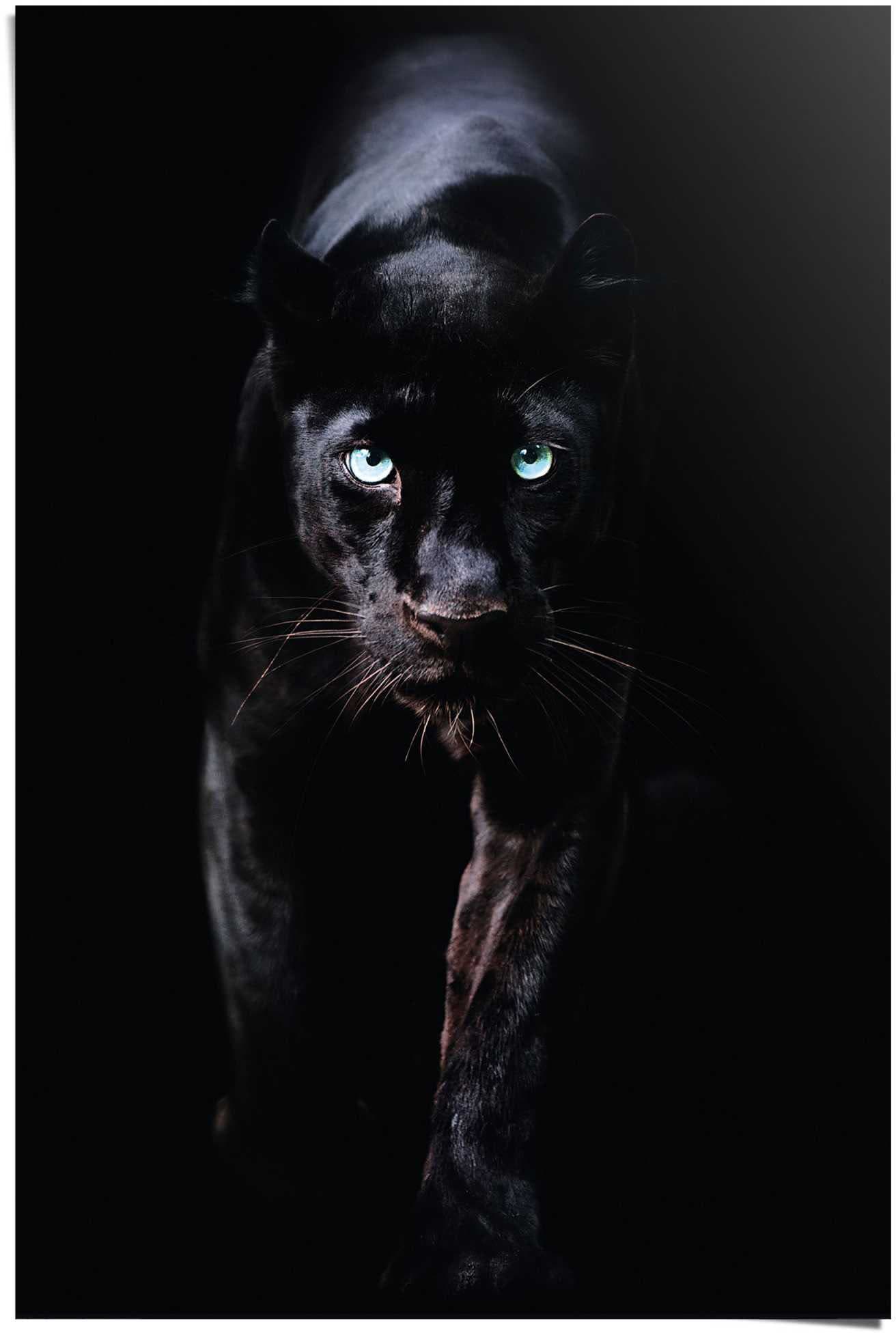 Reinders! Poster »Poster Schwarzer Panther«, Tiere, (1 St.) von Reinders!