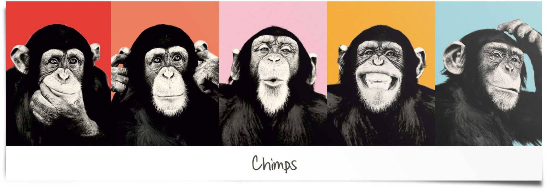 Reinders! Poster »Schimpanse Pop«, (1 St.) von Reinders!