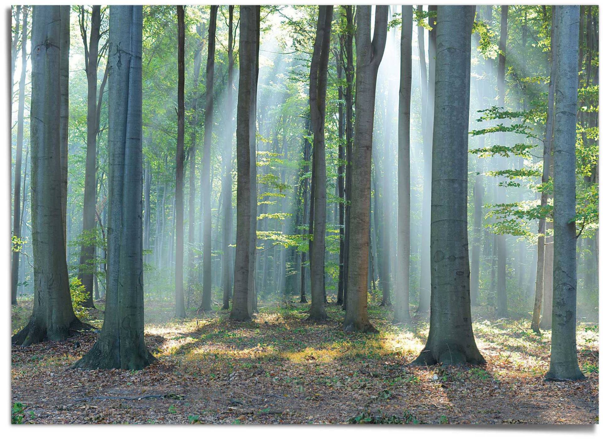 Reinders! Poster »Wald im Sonnenlicht« von Reinders!