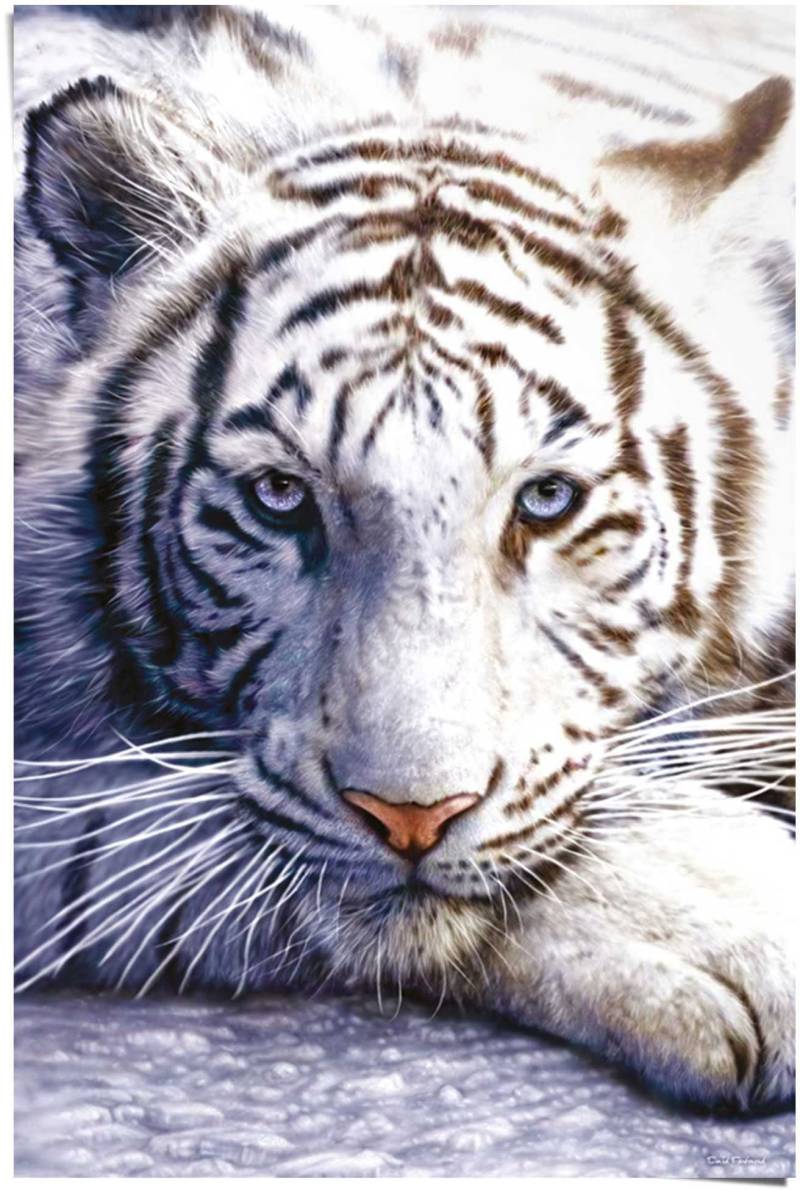 Reinders! Poster »Weisser Tiger«, (1 St.) von Reinders!