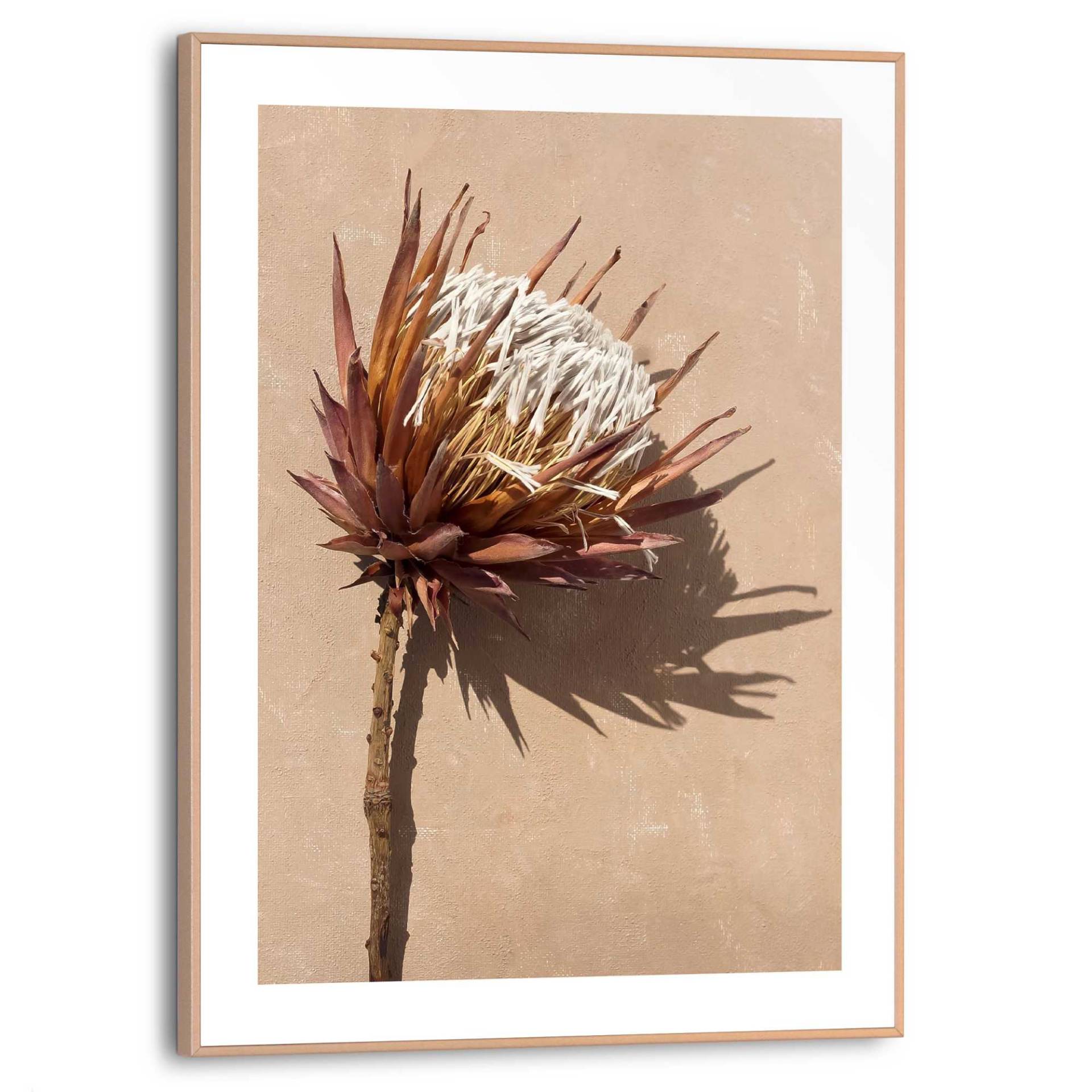 Reinders! Wandbild »Protea Blume« von Reinders!