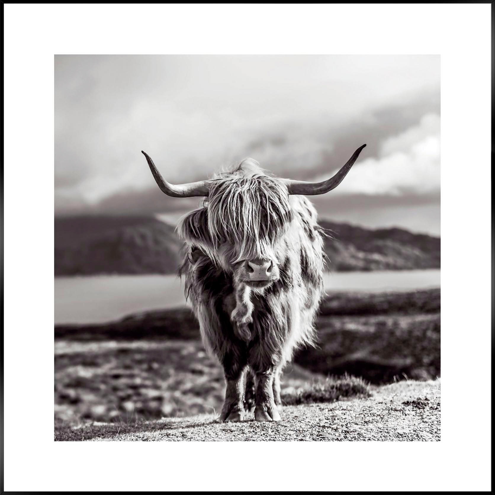 Reinders! Wandbild »Slim Frame Black 50x50 Highland Cow« von Reinders!