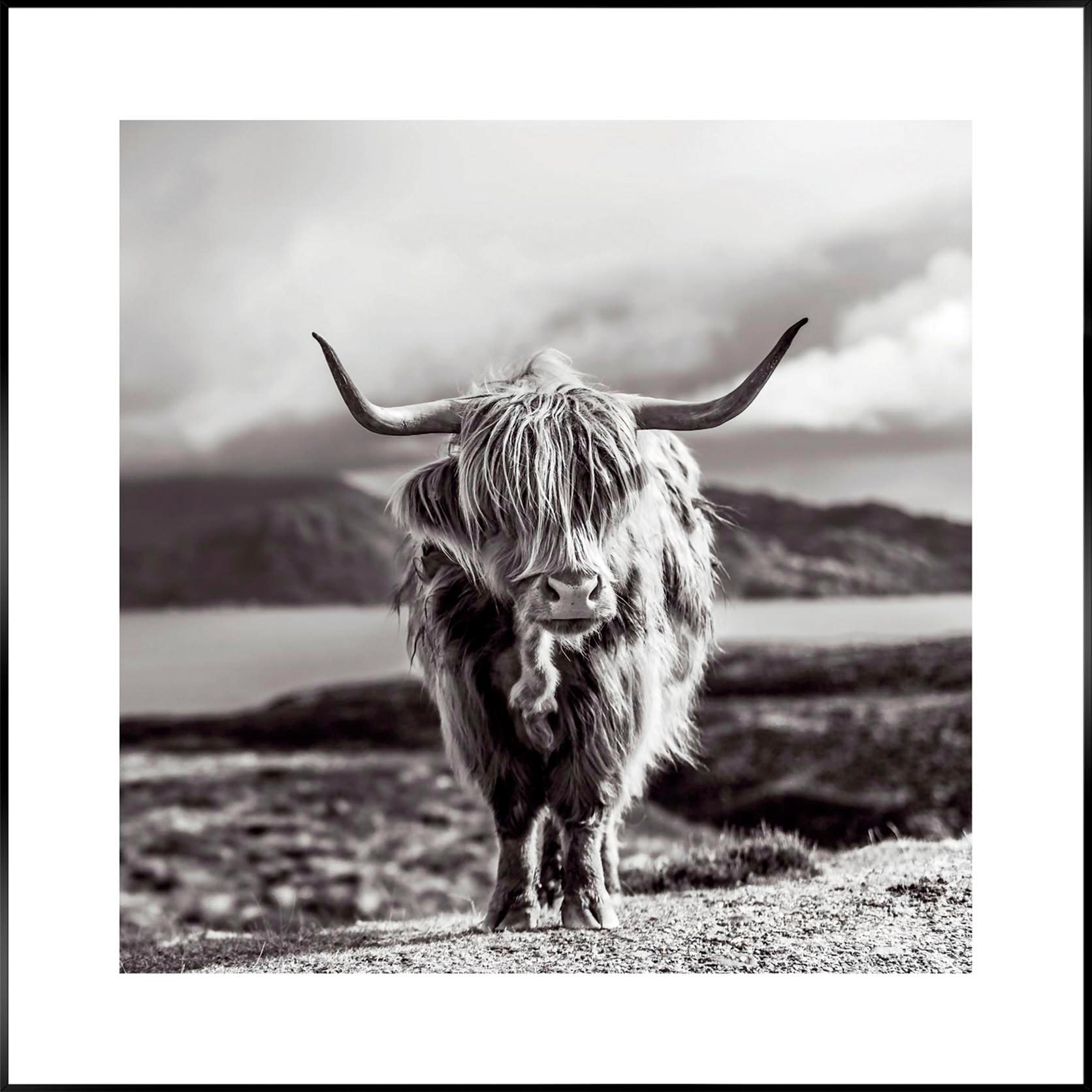 Reinders! Wandbild »Slim Frame Black 50x50 Highland Cow« Reinders! Wandbild »Slim Frame Black 50x50 Highland Cow« von Reinders!