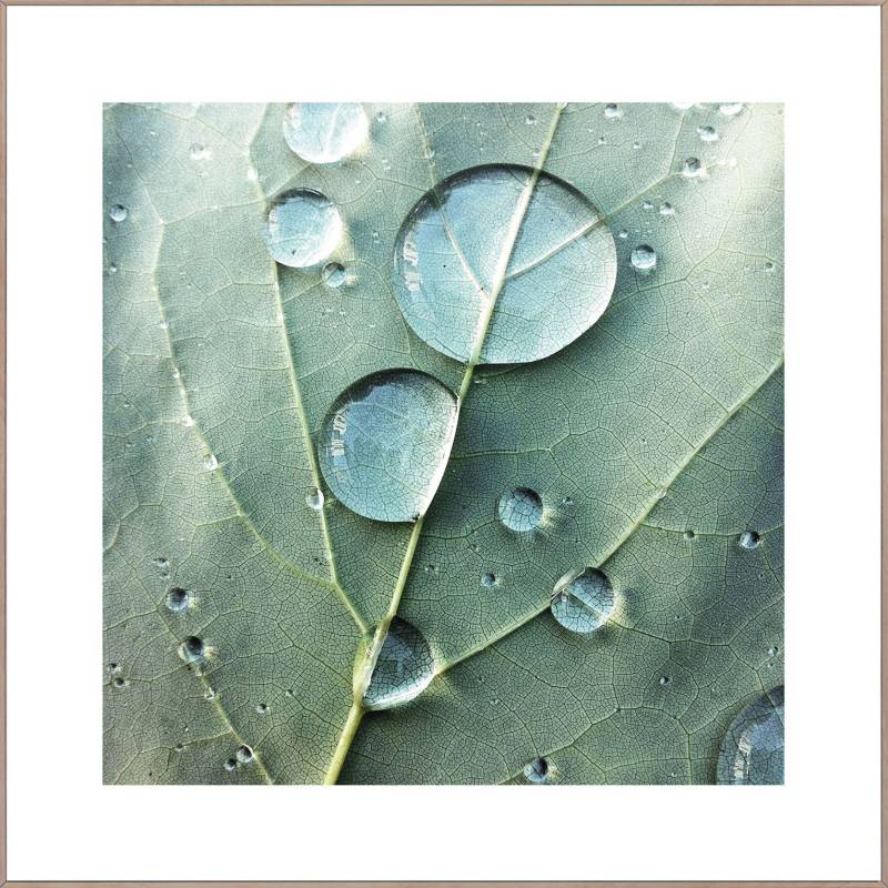 Reinders! Wandbild »Slim Frame Wood 50x50 Dew Drops« von Reinders!