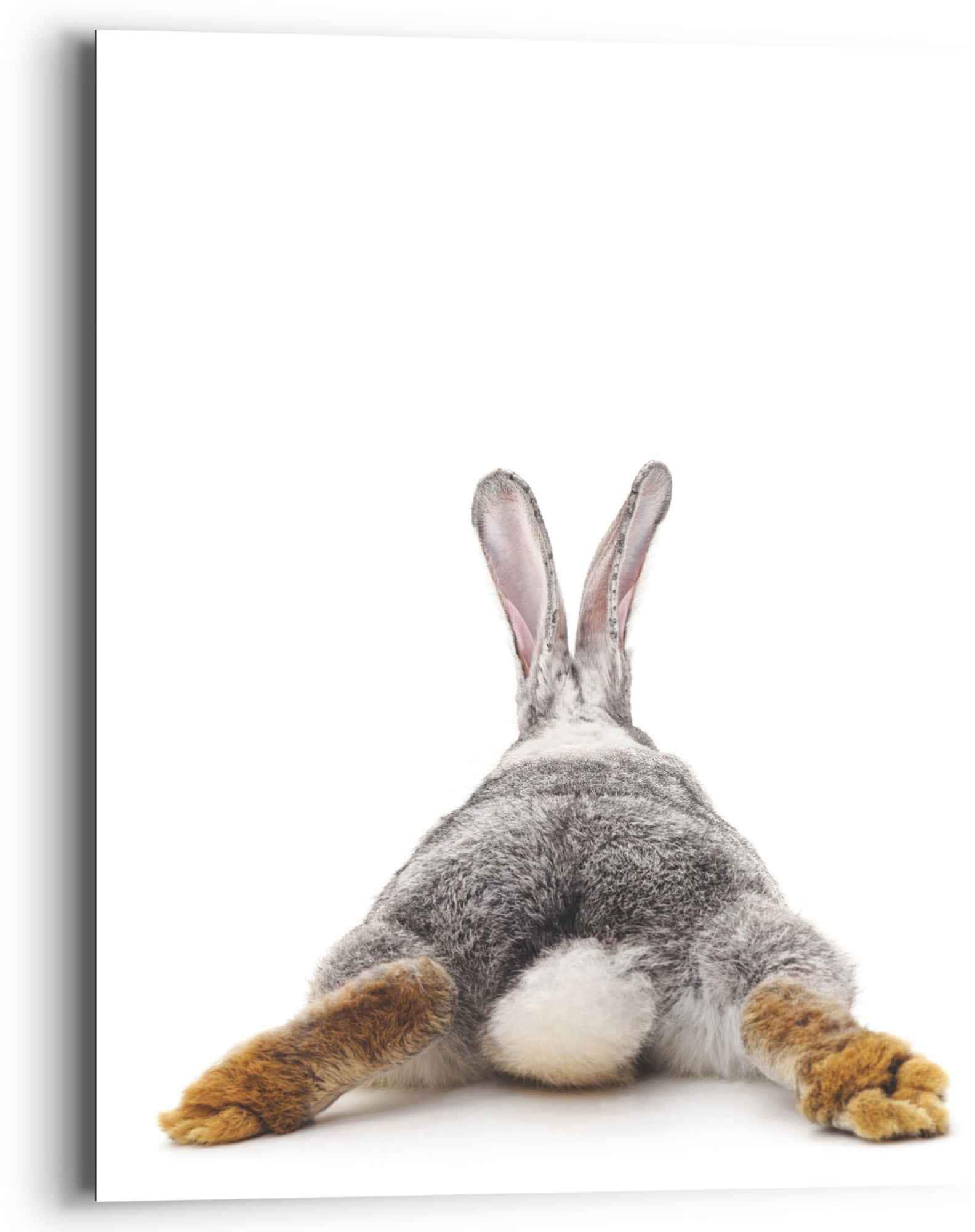 Reinders! Wandbild »Wandbild Kaninchen Rabbit - Hase - Schwanz - Relax«, Hasen, (1 St.) von Reinders!