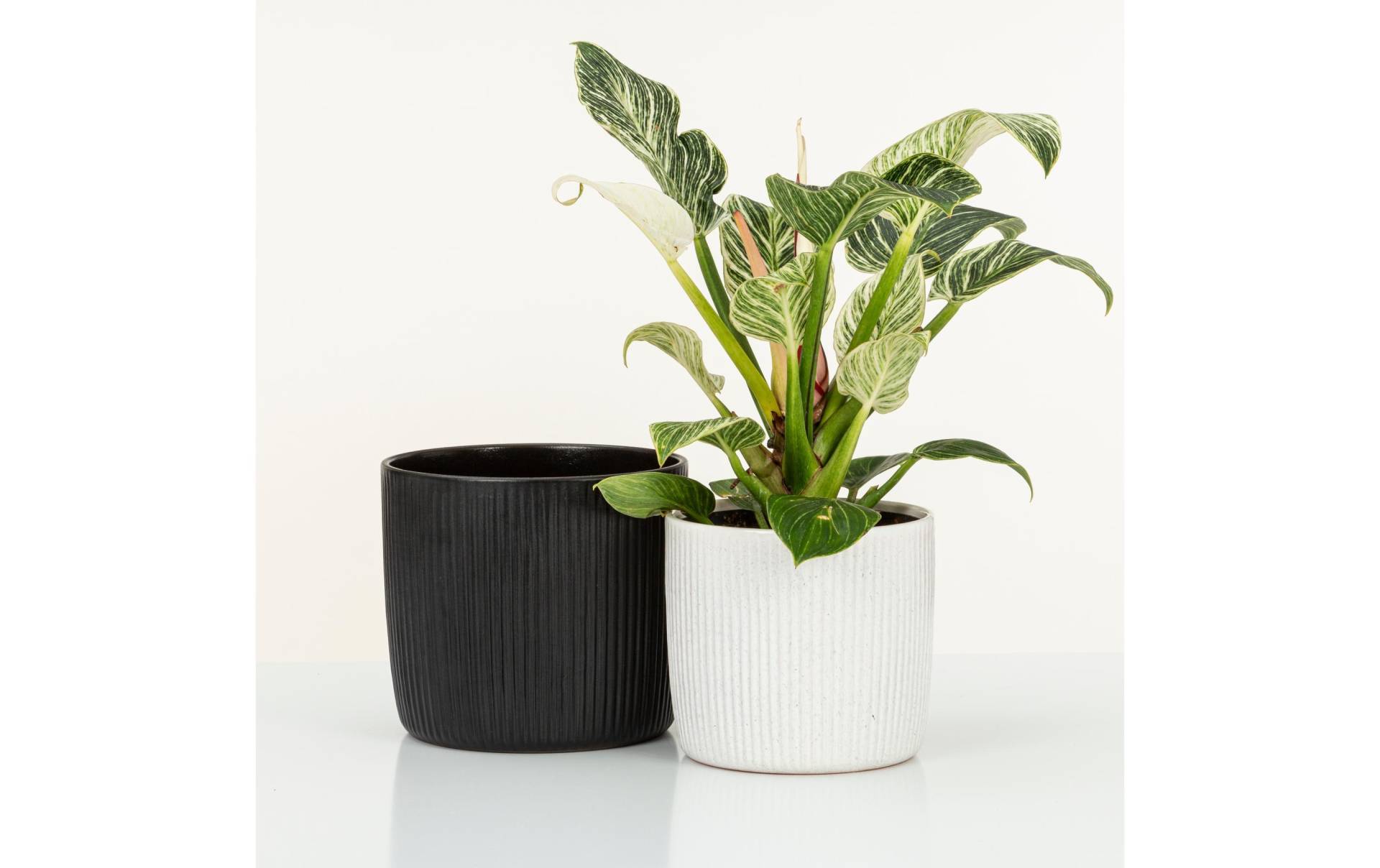 Scheurich Blumentopf »Perla Solido Linea« Scheurich Blumentopf »Perla Solido Linea« von Scheurich
