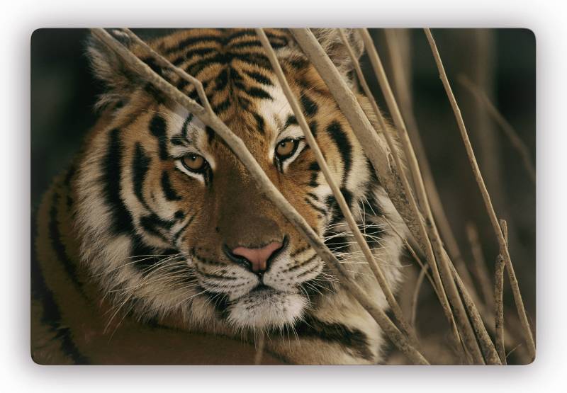 Wall-Art Glasbild »Tiger« von Wall-Art