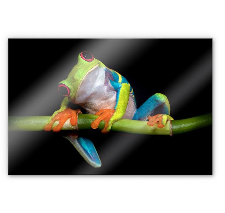 Wall-Art Küchenrückwand »Spritzschutz Frisch Green Frog«, (1 tlg.) von Wall-Art