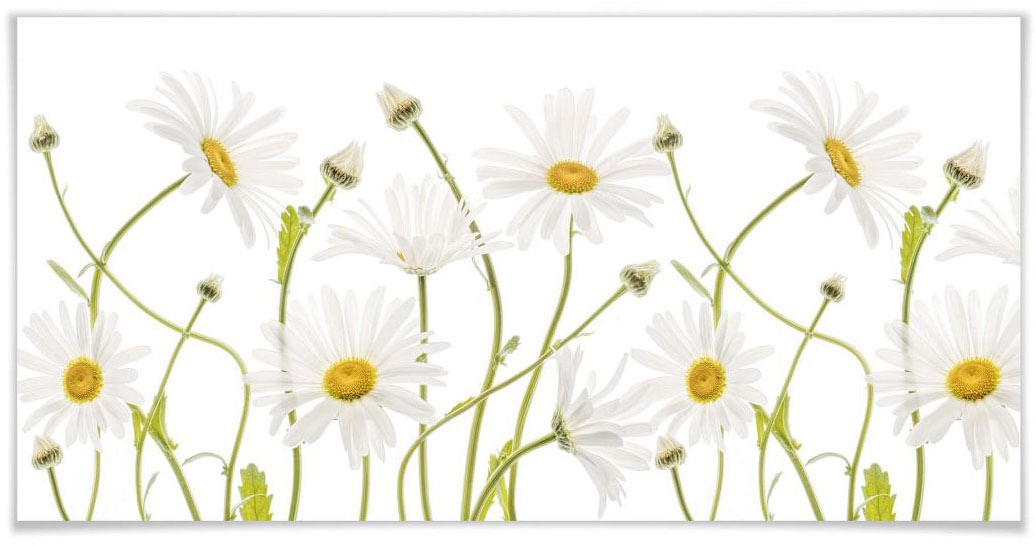 Wall-Art Poster »Daisies«, Schriftzug, (1 St.) von Wall-Art