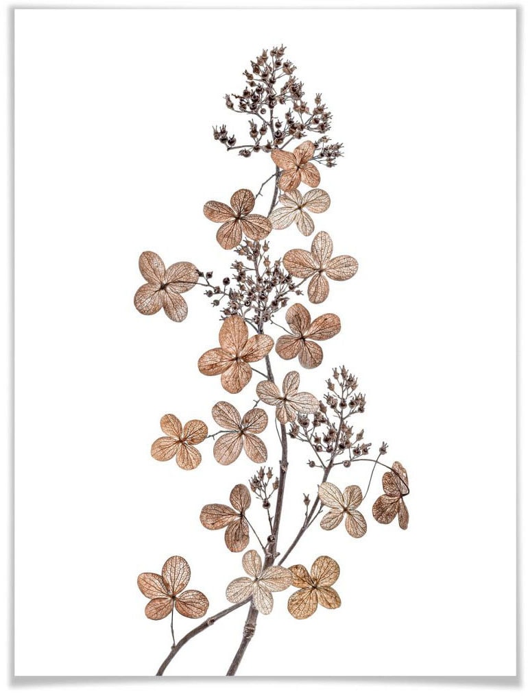 Wall-Art Poster »Hortensie«, Blumen, (1 St.) von Wall-Art