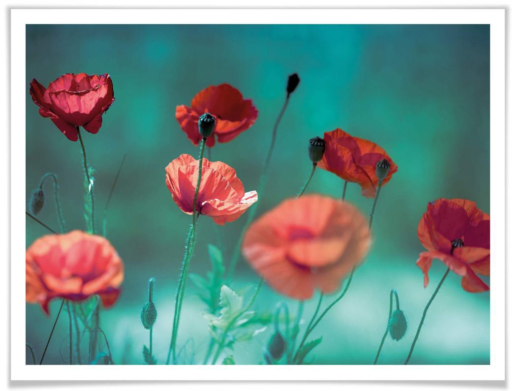 Wall-Art Poster »Mohn Aquamarin«, Pflanzen, (1 St.) von Wall-Art