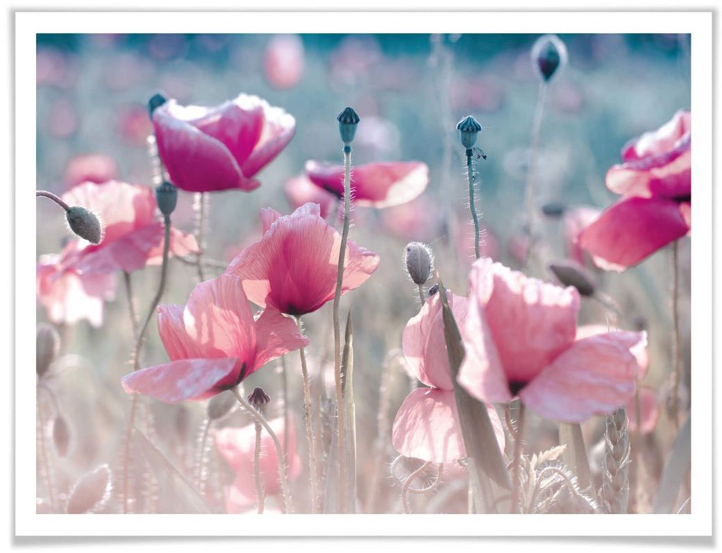 Wall-Art Poster »Mohnblumen Wiese«, Blumen, (1 St.) von Wall-Art