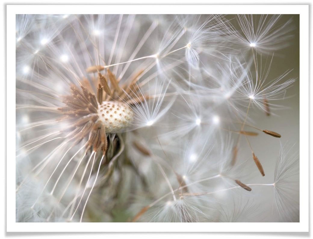 Wall-Art Poster »Pusteblume im Flug«, Blumen, (1 St.) von Wall-Art