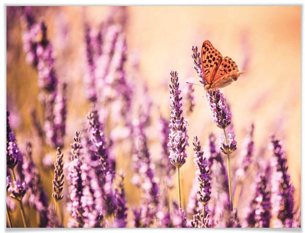 Wall-Art Poster »Schmetterling Lavendel«, Schmetterlinge, (Set, 1 St.) von Wall-Art