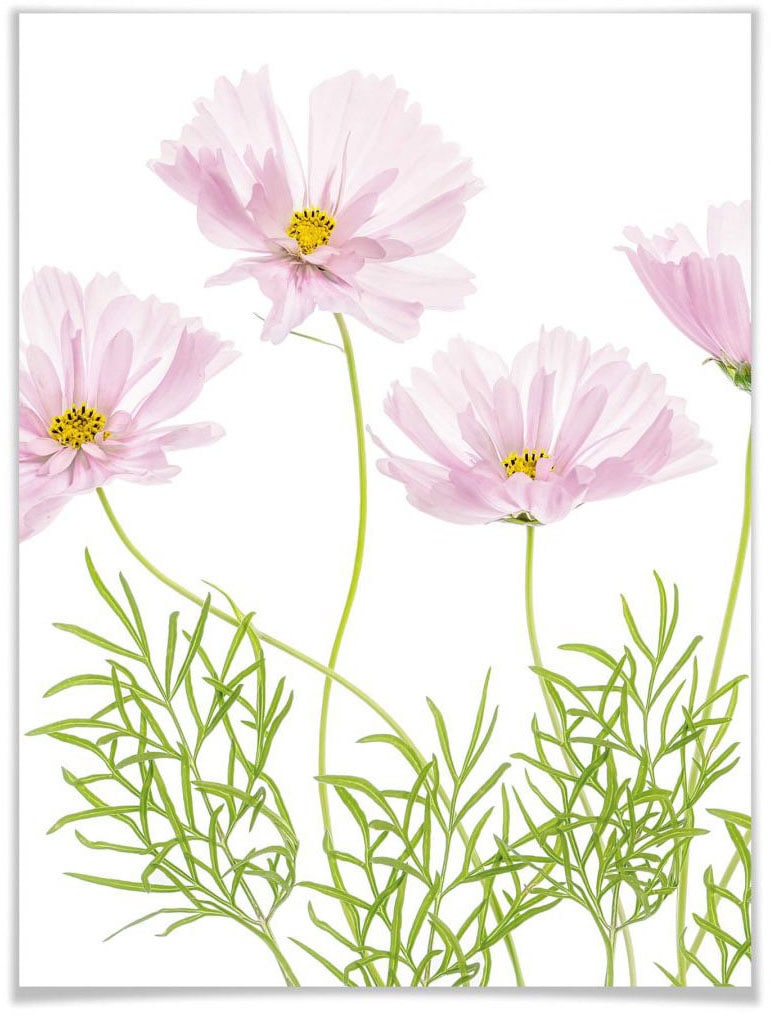 Wall-Art Poster »Sommerblume«, Blumen, (1 St.) von Wall-Art
