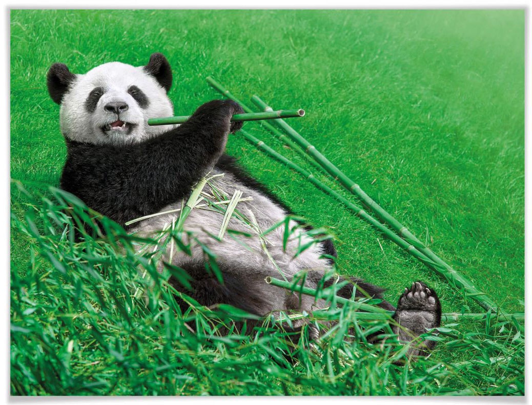 Wall-Art Poster »Waldtiere Bambus Panda«, Tiere, (1 St.) von Wall-Art